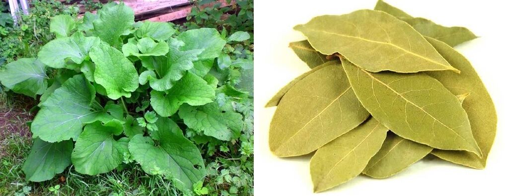 Kletten- und Lorbeerblätter gegen Gelenkschmerzen